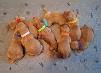 Dark Golden Welpen ab Juni