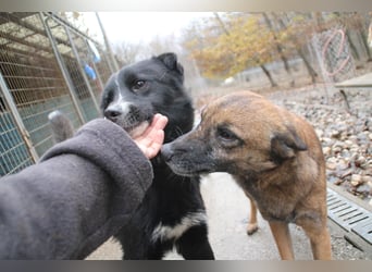 Freundlicher LEWI ist ein absoluter Gute-Laune-Hund