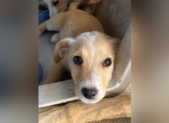 Tasha, geb. ca. 03/2025, lebt in GRIECHENLAND, im städt. Tierheim Serres