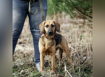Manja - sanfte Hundeseele sucht liebevolle Familie zum Ankommen!