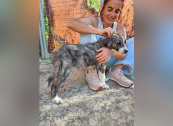 Kobú, ein zauberhafter kleiner Bub