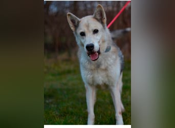 Puca sucht ihr Zuhause ❤️
