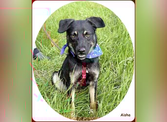 ❤️ Aisha: freundliche Junghündin sucht aktive Familie