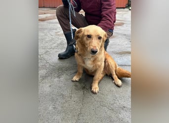 Cindy, geboren 01.01.2023, 40cm sucht ihr Körbchen