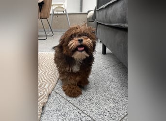 Shih Tzu - Pudelmischlingswelpen abzugeben