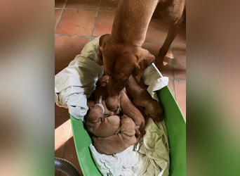 Liebevolle Magyar Vizsla Welpen ab Mitte Juni abzugeben