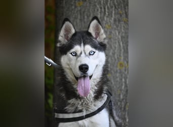 Maja SI – Liebevolle Husky-Dame sucht sportliches Zuhause