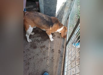 Nanook, freundlicher und aktiver Beagle, geb. 03/2022