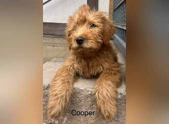 Labradoodle F1 apricot