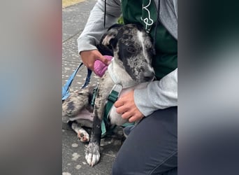 Merlin sucht eine liebevolle Familie
