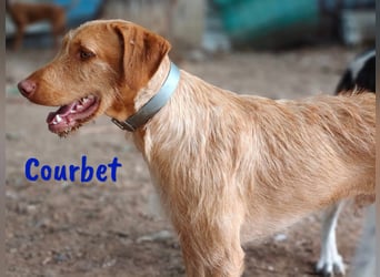 Courbet 11/2022 (ESP) - verspielter, hübscher Jagdhund-Mix Junghund!
