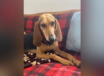 Couch gesucht für CONNIE