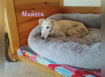 Muñeca 01/2019 (in Deutschland) - ausgeglichene und liebevolle, ganz besondere Galga!