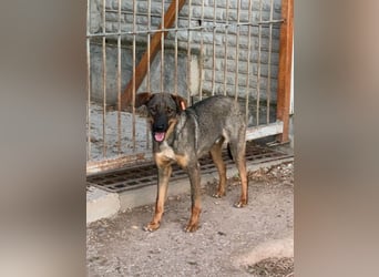 Buddy❤️ - sanfter Kerl mit dem großen Herz sucht seine Menschen
