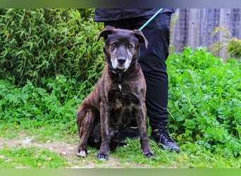 Nero, Mix Schäferhund / Castro Laboreiro, lieb und sozial