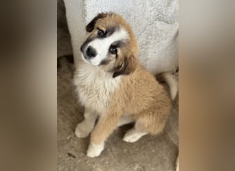 Zarina, geb. ca. 01/2025, lebt in GRIECHENLAND, im städt. Tierheim Serres