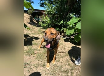 Theo - unser liebevoller Riese
