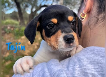 Tajín 12/2024 (ESP) - verschmuster, süßer Bodeguero-Pinscher-Mix Welpe!