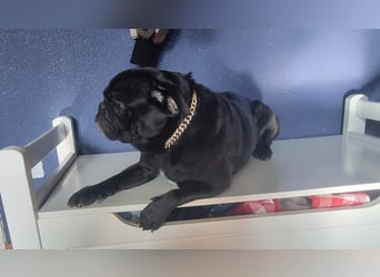 Deckrüde!!! Balloo sucht Ihre Hündin. Deckrüde!!!
