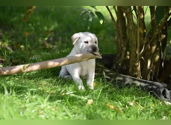 Shar-Pei x Labrador Mix Welpe Frenchy stellt sich vor......