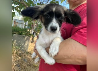 Letty, geboren 30.03.2025, 24cm sucht ihr Zuhause