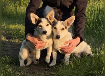 Mara und Max suchen ein Zuhause
