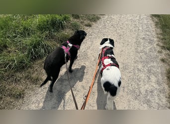 Die schüchterne Zseda sucht einfühlsame Menschen mit nette Hunden !
