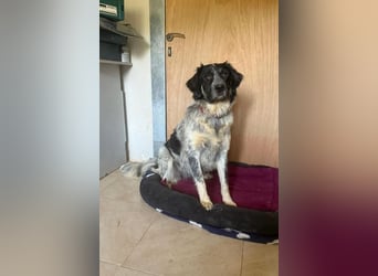 Leia, kleine Lakritznase sucht liebevolle Familie!