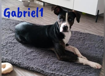 Gabriel1 10/2024 (in Deutschland) - geselliger, kluger und sportlicher junger Bodeguero-Mix!