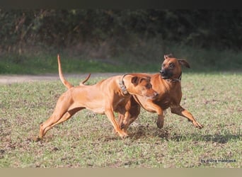 Rhodesian Ridgeback Welpen VDH /FCI