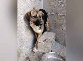 KORA❤️sanfte Seele sucht sehnsüchtig ein liebevolles Zuhause & Geborgenheit