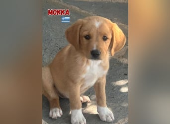 Mokka,geb.04/25,süßes Mischlingsmädel sucht ihre Familie