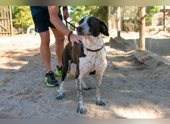 Casimo, Mix Labrador / Pointer, lieb und sozial