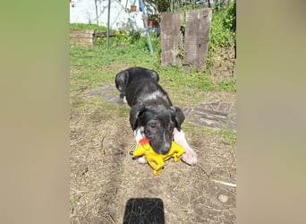 Auguste sucht Traumzuhause!