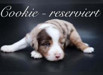 Mini Aussies-Mini Australian Shepherd Welpen