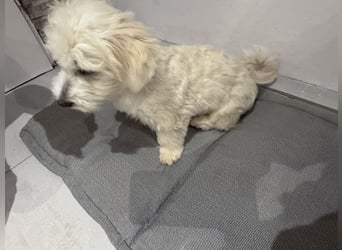 Malteser Bichon