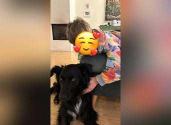 Hütehund Mischling Daios sucht eine liebe Familie