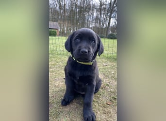 Wunderschöner Golden Retriever - Labrador Mix Welpe