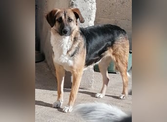 KORA❤️sanfte Seele sucht sehnsüchtig ein liebevolles Zuhause & Geborgenheit