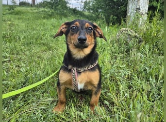 Kleine Riva sucht eine Familie