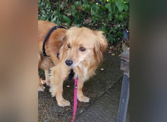 Bolota, Mix Dackel / Spaniel, noch schüchtern und ängstlich