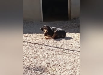 Esme sucht ein Zuhause