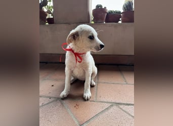 Haru - sagt"Hi!"
