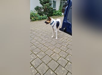 Fröhliche Jessica, toller Mix, 11 Monate, sucht Zuhause