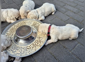 Kleine Golden Retriever Rüden suchen ab Oktober ein neues Zuhause