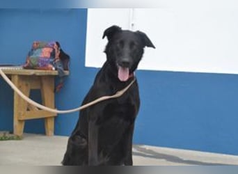 Lily, eine freundliche und gutmütige Familienhündin