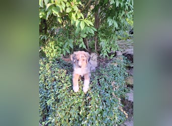2 bunte Border-Mini-Shepherd Mischlinge an Hundeerfahrene Menschen abzugeben