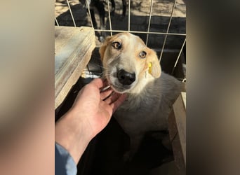♥NICOLA♥ hübsche, farbenfrohe,anfangs noch unsichere Hündin,die im Tierheim sehr gestresst ist 51 cm