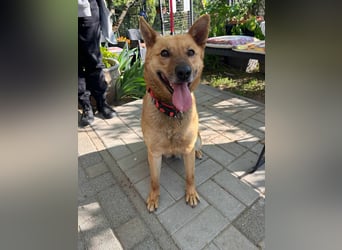 Fanny, 1,5 Jahre, 50cm sucht tierliebe Menschen