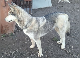 Schöne Nova sucht dringend ein neues Zuhause
